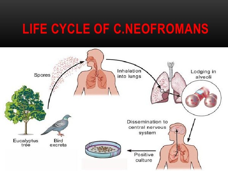 Lebenszyklus von Cryptococcus neoformans
