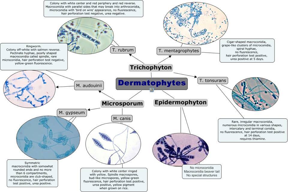 Dermatophyten Microsporum