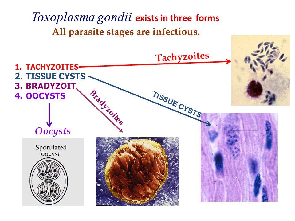 Toxoplasma gondii existiert in drei Formen