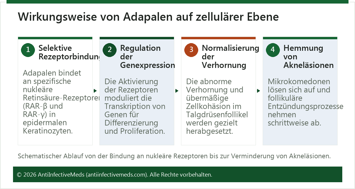 Wirkungsweise von Adapalen auf zellulärer Ebene