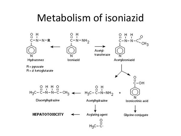 Isoniazid - Antituberkulosemittel